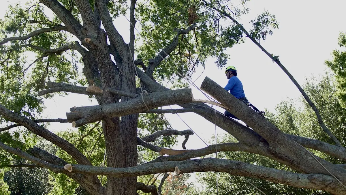 Professional Crown Thinning performed by certified arborists in Goreville