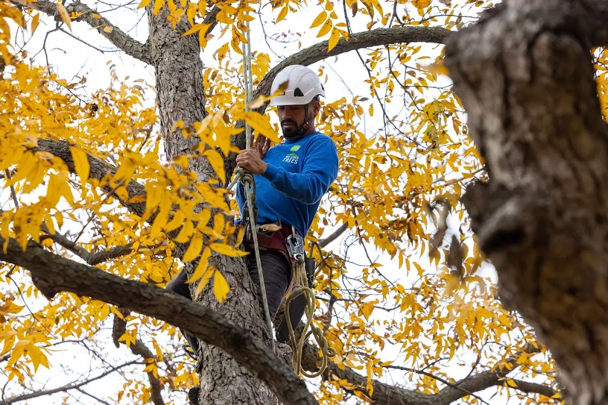 Skilled Tree Pruning crew working in Goreville